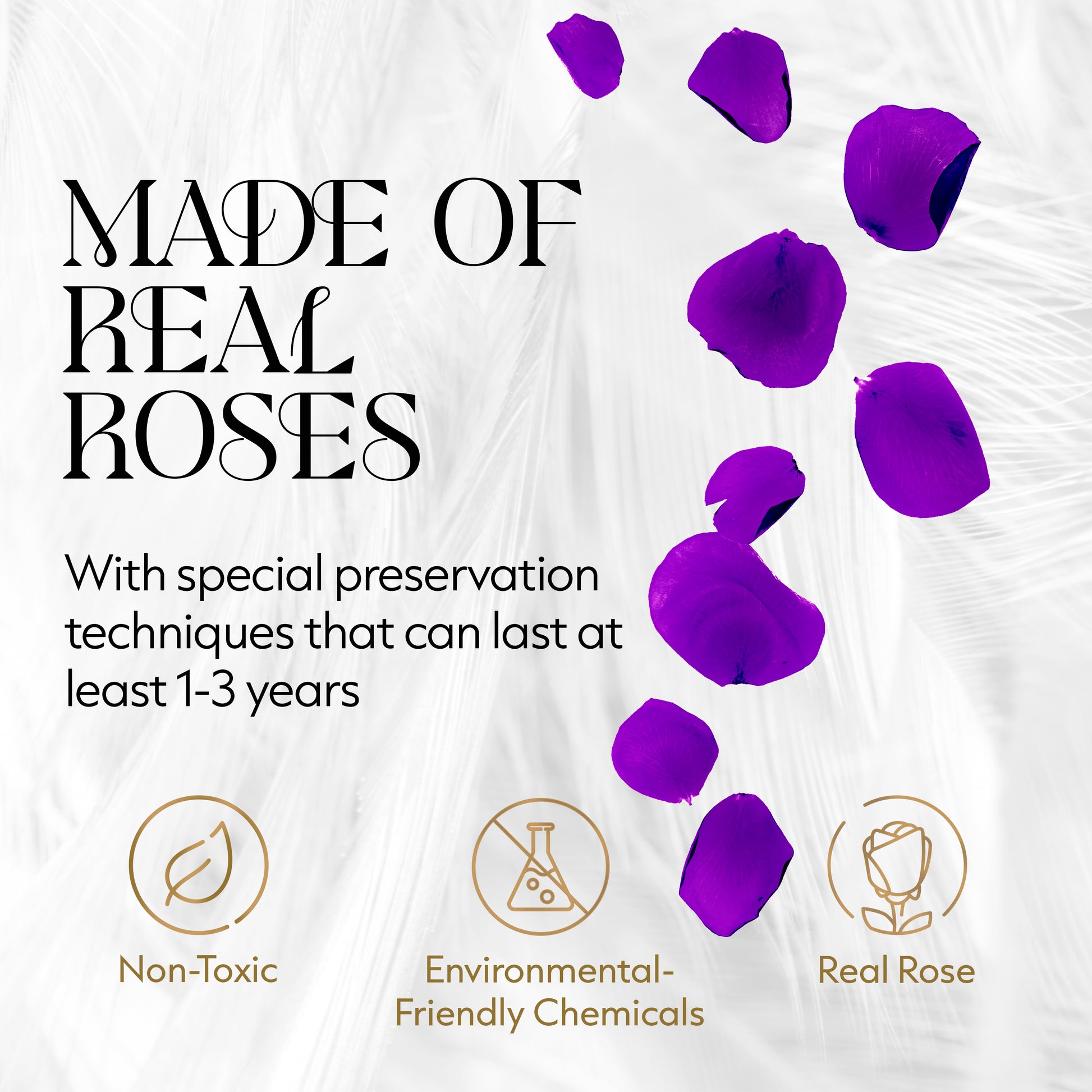 Eternal Prestige Velvet White | 12 Purple Roses