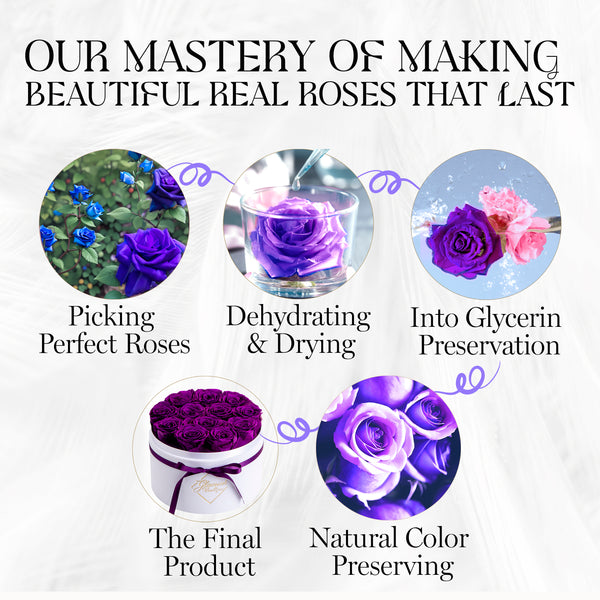 Eternal Prestige Velvet White | 12 Purple Roses